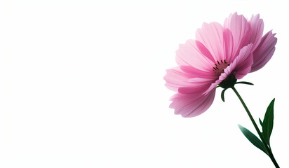 Beautiful soft selective focus pink cosmos flowers field with copy space, generative ai
