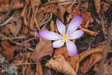 A vibrant purple crocus blooms gracefully in the springtime meadow - 786484967