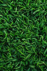 Fototapeta premium A close up of green grass.