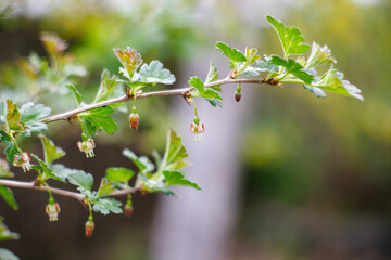 a small gooseberry flower on a branch on a blurred background
