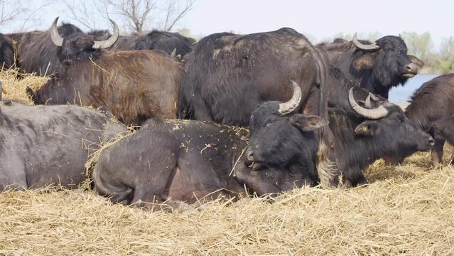 A herd of Water Buffaloes resting and feeding on hay in a meadow at nature reserve on a river delta background, Slow motion
