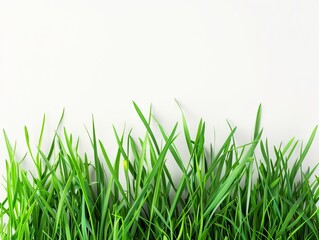 Obraz premium Green grass against a white background.