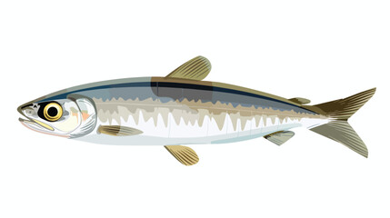 Sprat. Marine Food Fish Vector illustration isolated 
