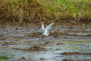 Whiskered Tern - Flying to eat
