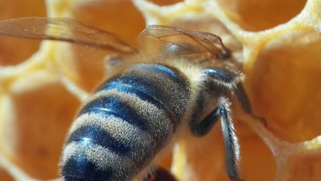 Biene trinkt Honig auf Wabe