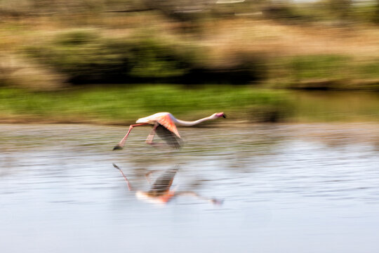 Flamingo in der Camargue nimmt Anlauf für den Abflug 