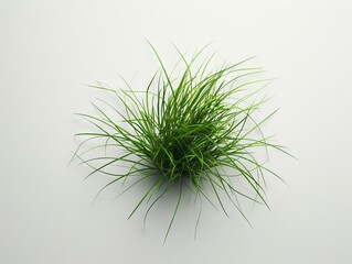 A green grass plant on a white background.