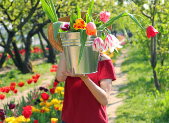 caucasian girl with metal bucket full of colorful tulip flowers in springtime in Europe