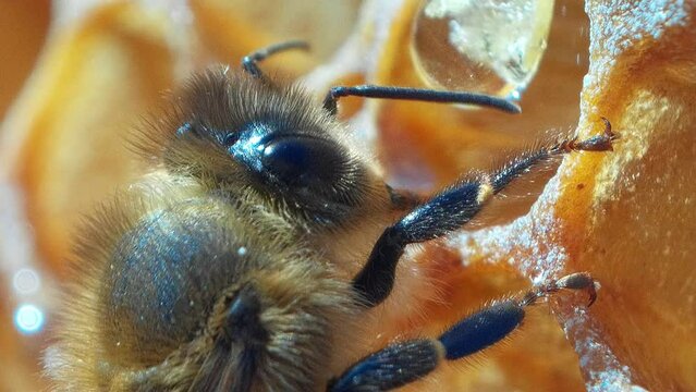 Biene trinkt Honig auf Wabe