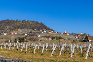 vineyard in Somlo (Somlyo) hill, Veszprem county, Hungary - 786489922