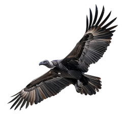 Fototapeta premium Vulture isolated on transparent background