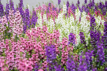 Obraz premium Beautiful Angelonia salicariifolia flowers.