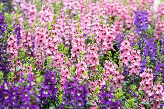 Beautiful Angelonia salicariifolia flowers.