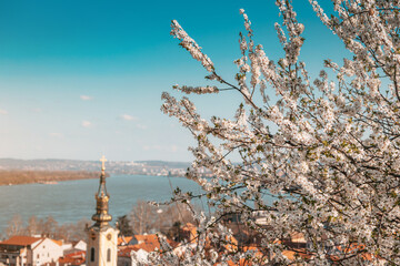 a scenic panoramic observation of Belgrade's cityscape, with its blooming cherry tree flowers at foreground - 786492151