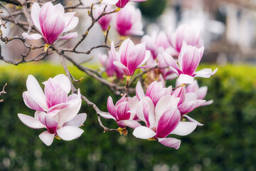 In the park: Magnolia blooms in soft pink and purple hues. - 786492169