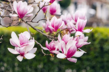 Foto op Canvas In the park: Magnolia blooms in soft pink and purple hues. © EdNurg