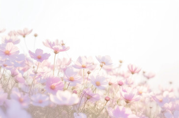 A harmonious blend of flora and the warm glow of sunset. Serene Field of Blooming Purple Cosmos Flowers at Dusk.