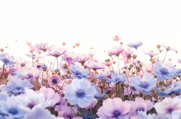 A field of pink and blue flowers, with a white background. The flowers have soft edges that give them an ethereal appearance. They appear to be in full bloom against the clear sky.