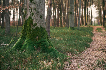 Obraz premium Woodland Serenity Captured in Moss and Bark Textures