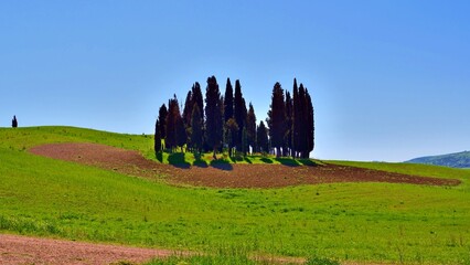 Obraz premium landscape of the famous cypress trees of San Quirico d'Orcia which make up the rhomboidal grove on the hills of the Val d'Orcia in Siena, Tuscany, Italy