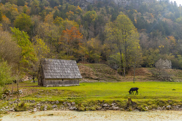 Typical landscape near river Soca, Triglavski national park, Slovenia - 786494371