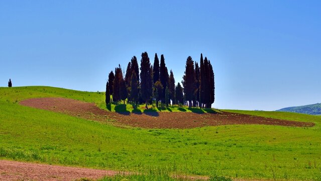 landscape of the famous cypress trees of San Quirico d'Orcia which make up the rhomboidal grove on the hills of the Val d'Orcia in Siena, Tuscany, Italy