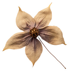 PNG Dried clematis flower accessories accessory blossom. - obrazy, fototapety, plakaty