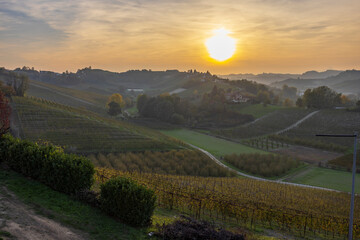 Typical vineyard near Canale, Barolo wine region, province of Cuneo, region of Piedmont, Italy - 786495534