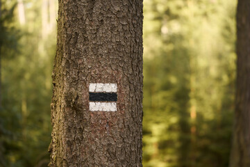 Color Trail Marker on a Tree. Guiding Hikers Through the Forest.
