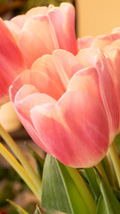 Kwiaty tulipan  - obrazy, fototapety, plakaty