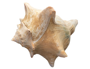 seashell, isolated image on transparent background