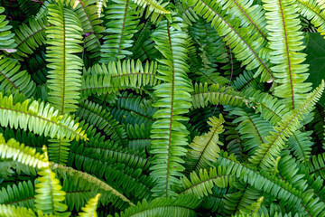 Abstract background of fresh ferns in garden. Beautiful ferns leaves green foliage natural floral...