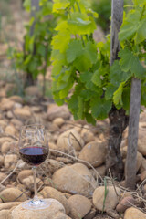 Typical vineyard with stones near Chateauneuf-du-Pape, Cotes du Rhone, France - 786497549