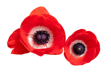 Group of two red Anemone flower blossoms, close up, isolated image on transparent background