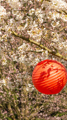 Lampion czerwony kwiaty drzewa owocowego Japonia - obrazy, fototapety, plakaty
