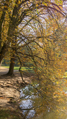 Drzewo w parku jesień kolory jesieni