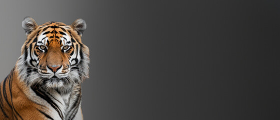 The image captures the tiger's sharp gaze, full of intensity, set against a smoothly transitioning grey gradient background for a modern effect