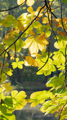 Liście kasztan jesień promienie słońca kolor