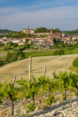 Typical vineyard near Castello di Razzano and Alfiano Natta, Barolo wine region, province of Cuneo, region of Piedmont, Italy - 786498939