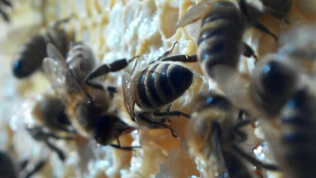 Bienen auf Honigwabe