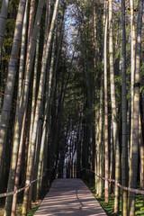 Bamboo forest in Shekvetili park, Georgia