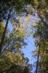 Trees at blue sky background in Shekvetili park, Gerogia