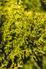 Texture thuja leaves for background