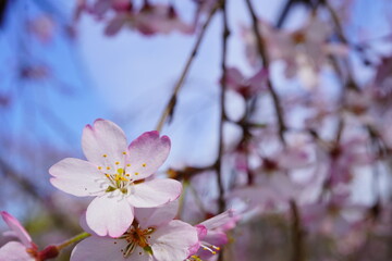 Obraz premium 青空の下に咲くピンク色の綺麗な桜の花。2024年3月の千葉県の桜。