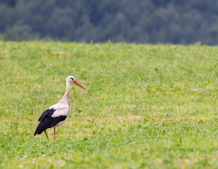 White stork (ciconia ciconia), Carpathian mountains landscape, Eastern Slovakia - 786500594