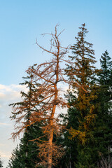L'arbre qui gâche la forêt : la maladie au seuil du Bois du Château, Saône-et-Loire