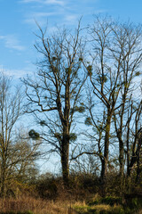 Botanique : observation des boules de gui disséminées sur des Robiniers pseudo-acacias en hiver