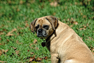 Puggle seriously