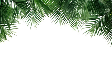 PNG Leaf coconut tree green backgrounds pattern - obrazy, fototapety, plakaty