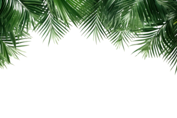 PNG Leaf coconut tree green backgrounds pattern